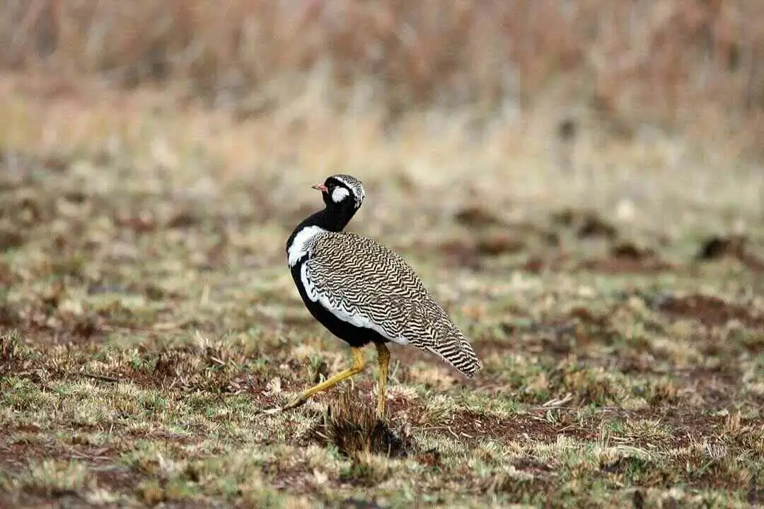 Southern black korhaan